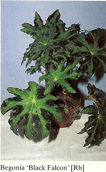 B. ‘Black Falcon’